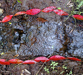 Creek Art