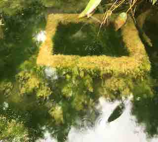 Moss In Rome