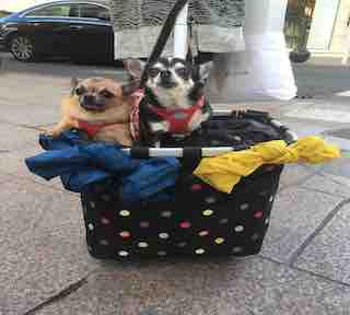 Canine Luggage Cannes